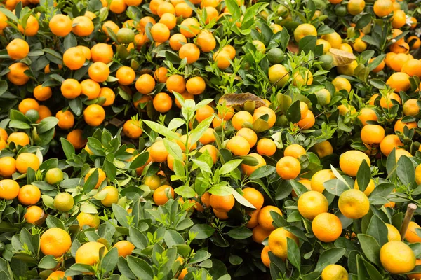 Fortunella Margarita Kumquats Bahçesinde Çin Yeni Yıl Bezemeleri — Stok fotoğraf