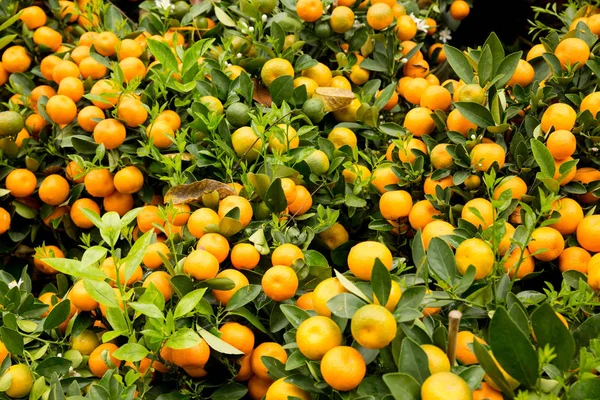 Kumquat Decorazione Del Capodanno Lunare Cinese — Foto Stock