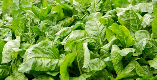 Silberrüben Wachsen Gemüsegarten Aus Nächster Nähe — Stockfoto