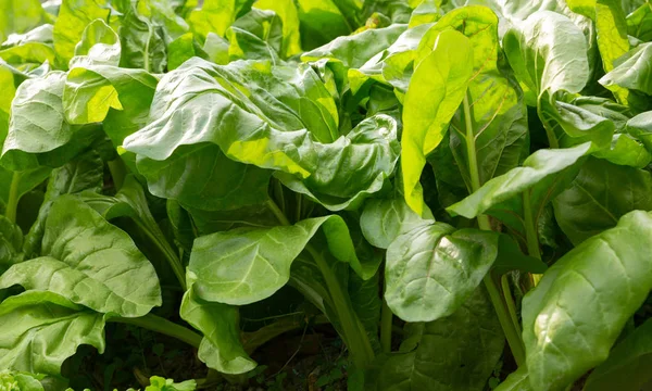 Silberrüben Wachsen Gemüsegarten Aus Nächster Nähe — Stockfoto