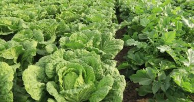 alan yeşil salata bitkiler