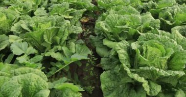 alan yeşil salata bitkiler