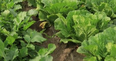 alan yeşil salata bitkiler