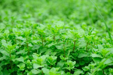 Sebze bahçesinde yetişen yeşil nane bitkileri