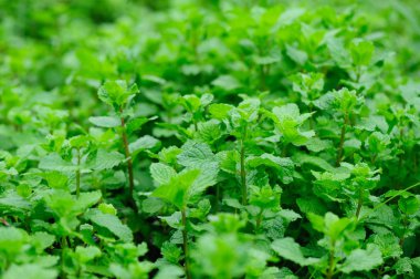 Sebze bahçesinde yetişen yeşil nane bitkileri