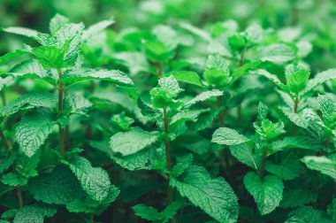 Sebze bahçesinde yetişen yeşil nane bitkileri