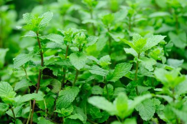 Sebze bahçesinde yetişen yeşil nane bitkileri