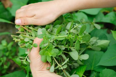 Erkek malzeme çekme otlar Garden eller