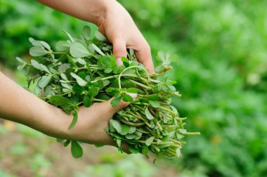 Erkek malzeme çekme otlar Garden eller