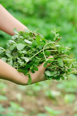 Erkek malzeme çekme otlar Garden eller