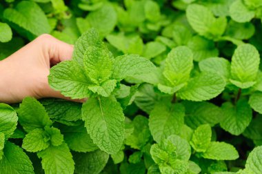 Bahçede nane bitki toplama el