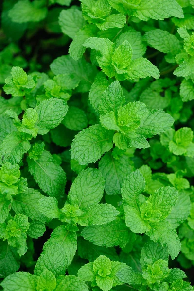 Green Mint Plants Growing Vegetable Garden — Stock Photo, Image