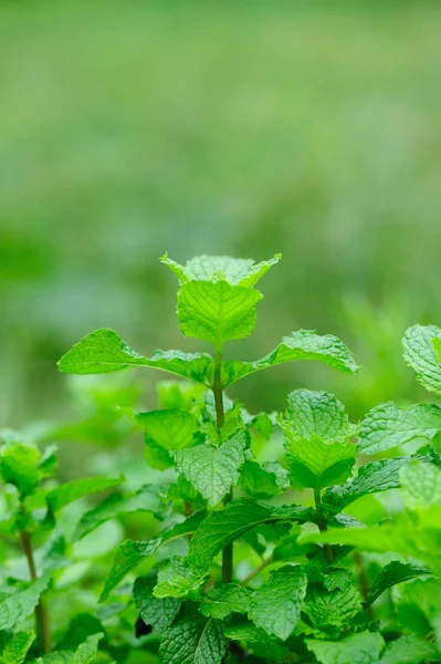 Tanaman Mint Hijau Tumbuh Kebun Sayuran — Stok Foto