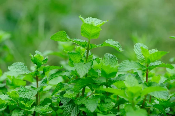 Green Mint Plants Growing Vegetable Garden — Stock Photo, Image