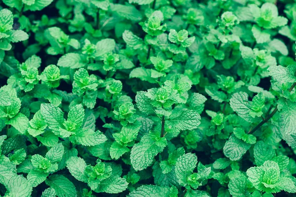 菜園で育つ緑のミントの植物 — ストック写真