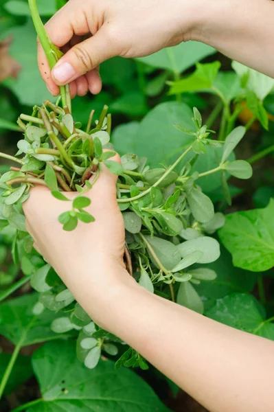 Les Mains Féminines Cueillant Des Herbes Jardin — Photo