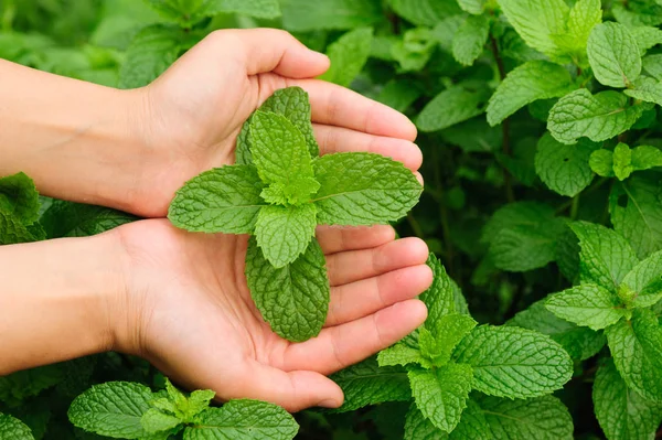 Händer Som Håller Mint Anläggning Köksträdgård — Stockfoto