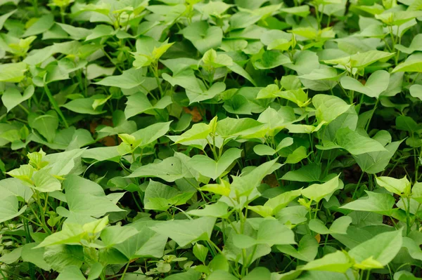 Süßkartoffelernte Wächst Garten — Stockfoto