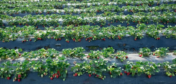 Reihen Von Erdbeerpflanzen Wachsen Garten — Stockfoto