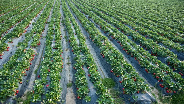 Rangées Fraisiers Poussant Dans Jardin — Photo