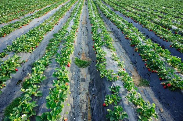 Righe Piante Fragole Che Crescono Giardino — Foto Stock