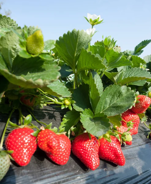 Nahaufnahme Von Erdbeerpflanzen Die Garten Wachsen — Stockfoto