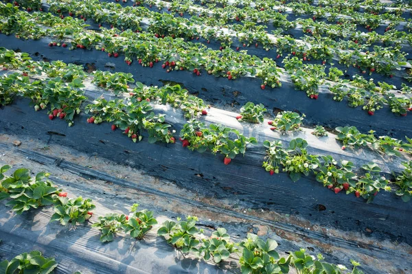 Reihen Von Erdbeerpflanzen Wachsen Garten — Stockfoto