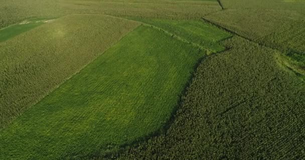 Flygfoto Över Gröna Jordbruks Sädesfält — Stockvideo