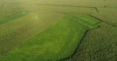Yeşil tarım mısır alanlarının havadan görünümü