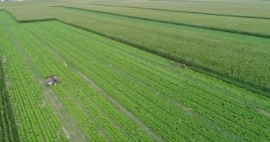 Yeşil tarım mısır alanlarının havadan görünümü