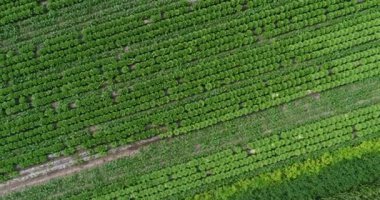 Yeşil tarım alanlarının havadan görünüşü