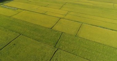 Yeşil tarım alanlarının havadan görünüşü