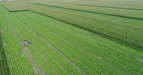 Аерофотозйомка Зелених Сільськогосподарських Полів Кукурудзи — стокове відео