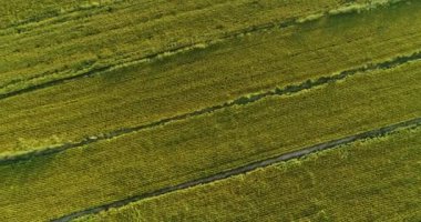 Yeşil tarım alanlarının havadan görünüşü