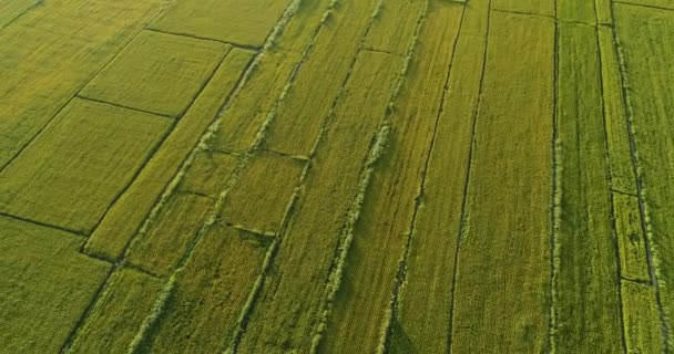 Аерофотозйомка Зелених Сільськогосподарських Полів — стокове відео