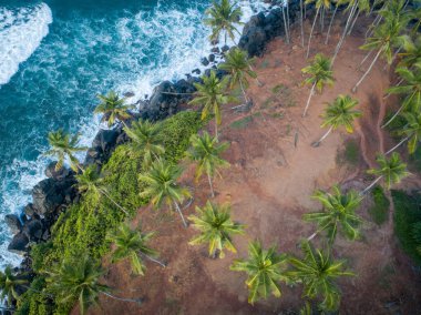 Sabah sahilde Hindistan cevizi ağaçlarının havadan görünümü, Sri Lanka