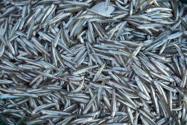 Many Fresh Smelts Baltic Fish Closeup — Stock Photo, Image