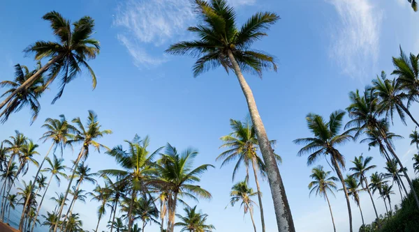 Mavi Gökyüzü Altında Sahilde Hindistan Cevizi Ağaçlarının Görünümü Sri Lanka — Stok fotoğraf