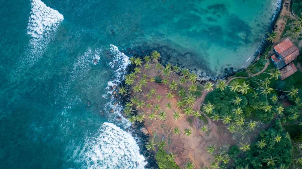 朝の海辺のココナッツの木の空中風景 スリランカ — ストック写真
