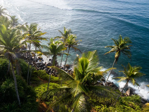 Luftaufnahme Von Kokospalmen Meer Morgen Sri Lanka — Stockfoto