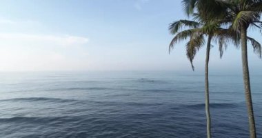 gündoğumu palmiye ağaçları ile tropikal adanın güzel manzara  
