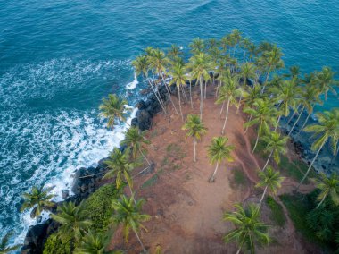 Sabah sahilde Hindistan cevizi ağaçlarının havadan görünümü, Sri Lanka