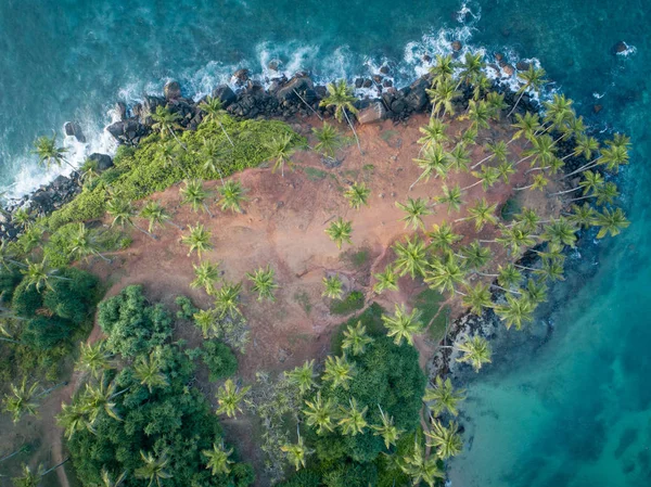 Вид Воздуха Кокосовые Пальмы Море Утром Шри Ланка — стоковое фото