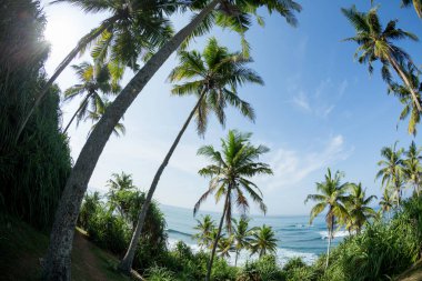 Mavi gökyüzü altında sahilde Hindistan cevizi ağaçlarının görünümü, Sri Lanka