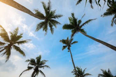 Mavi gökyüzü altında sahilde Hindistan cevizi ağaçlarının görünümü, Sri Lanka