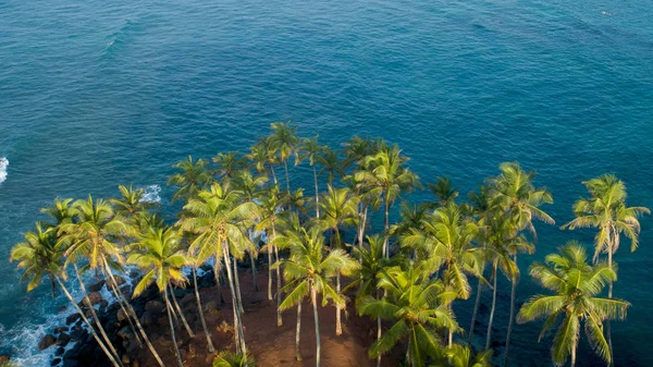 Sabah sahilde Hindistan cevizi ağaçlarının havadan görünümü, Sri Lanka