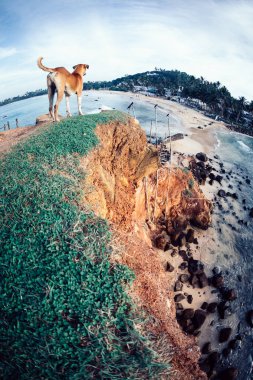  Köpek uçurumun kenarında durmak ve Sri Lanka görünümüne bakıyor 