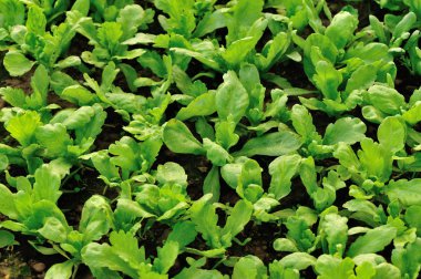 Yeşil taç papatya bahçede büyümek