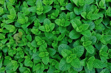 yeşil nane bitkisi sebze bahçesinde büyüyor