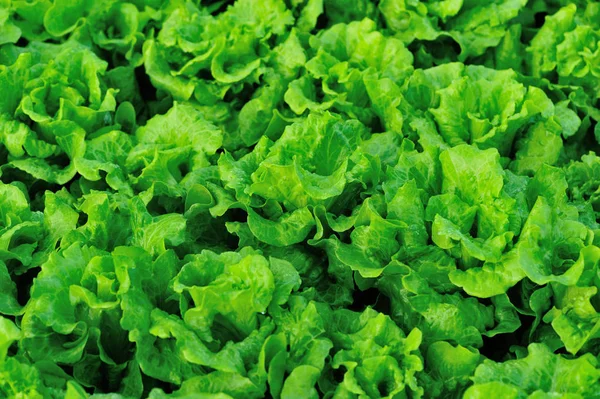 Green Lettuce Growth Vegetable Garden — Stock Photo, Image